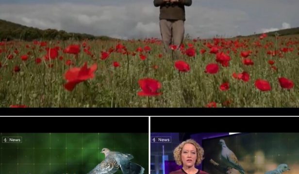 Channel 4 News _turtle dove_hakawatifilm_ofelia de pablo- javier zurita